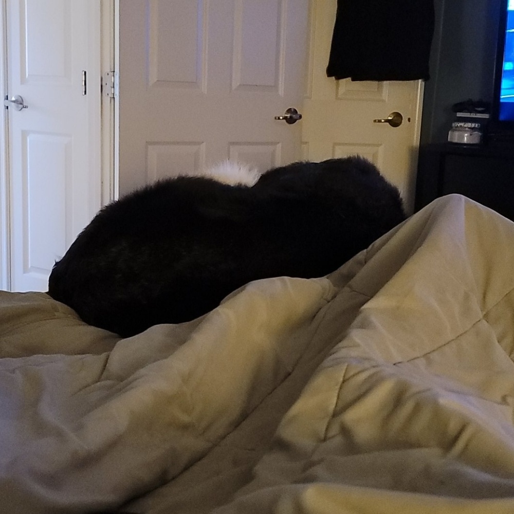 Meet your Posher, David